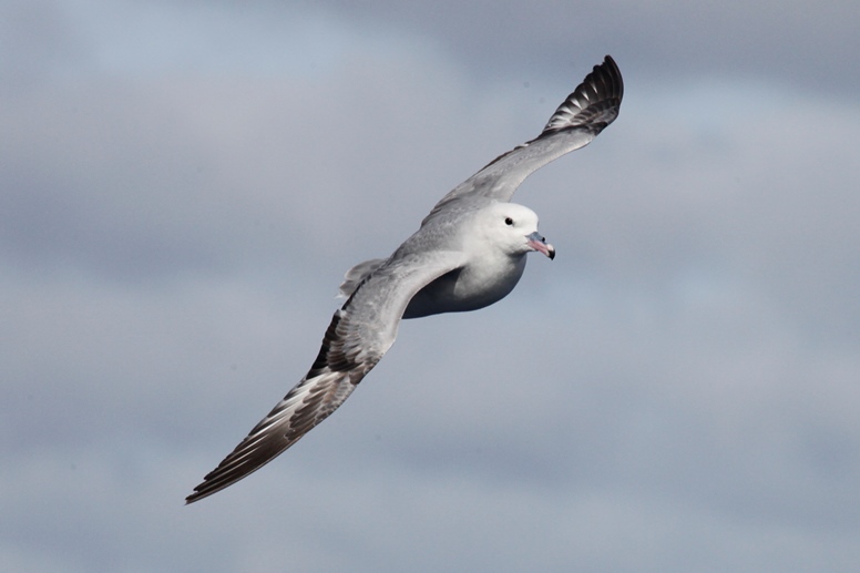 fulmar